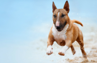 5 Quick Ways to Tire Out Your Dog