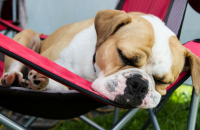Why Do Dogs Snore?