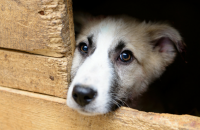 Terms Associated With Animal Shelters, Rescues & Adoptions