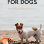 13 Summer Safety Tips for Dogs