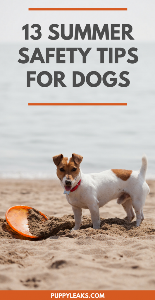 13 Summer Safety Tips for Dogs