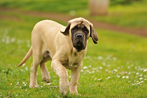 mastiff photo