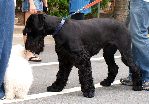 giant schnauzer photo