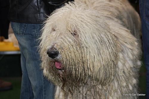 komondor photo