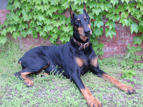 doberman photo