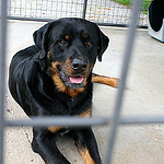 dog in cage photo