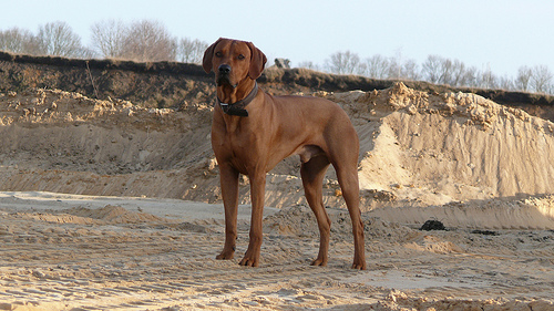 ridgeback photo