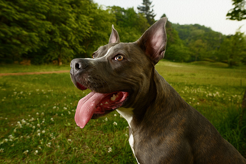 staffordshire terrier photo