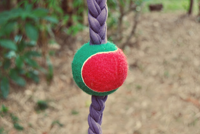 10 Easy to Make DIY Dog Toys - Puppy Leaks