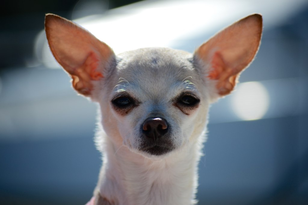 Ay Chihuahua