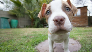 5 Tips for Socializing Your Puppy