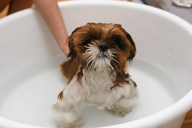 5 Funny Dog Videos: Dogs Getting a Bath - Puppy Leaks