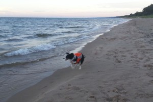 Border Collie patrolling the shore of Lake Michigan - Elizabeth Alm