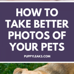 How to take better photos of your dog