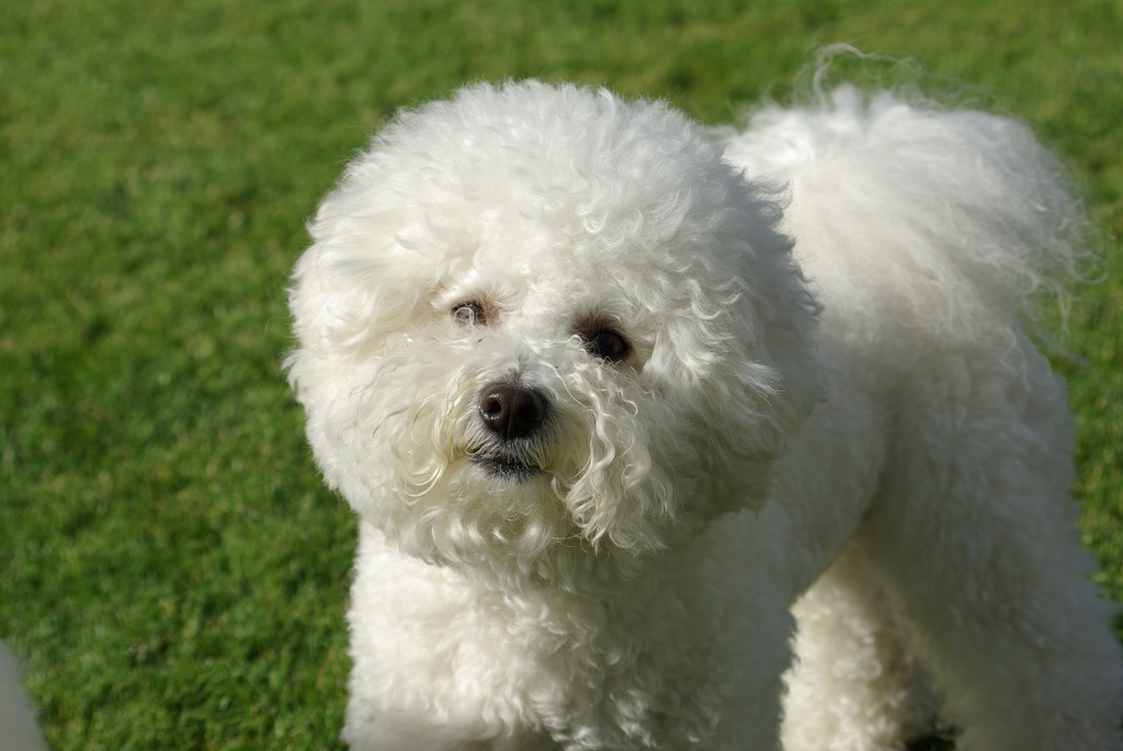 bichon frise