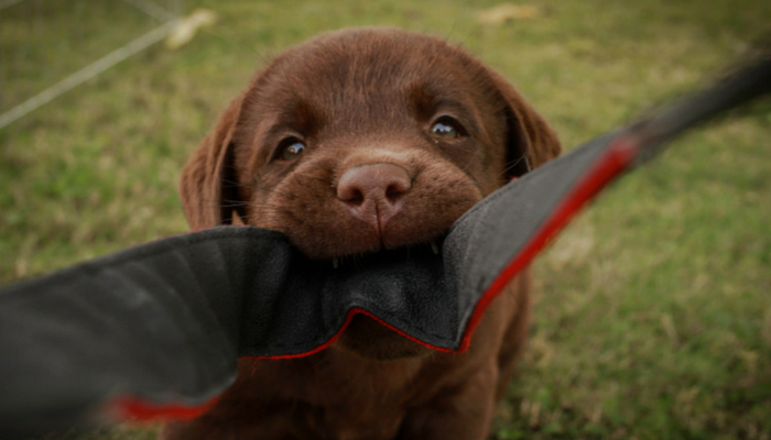 puppy biting pants