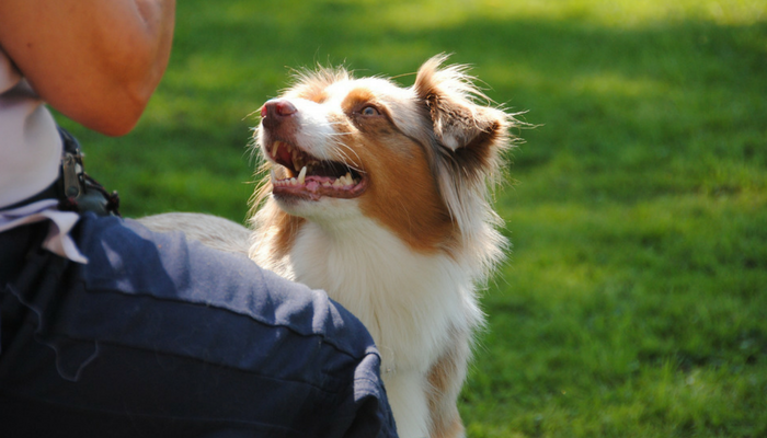 Comment dresser votre chien au clicker