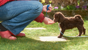 How to Get Started With Clicker Training Your Dog