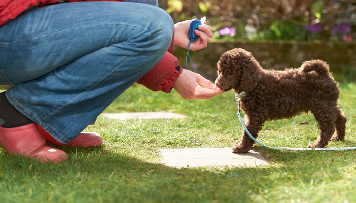 clicking with your dog