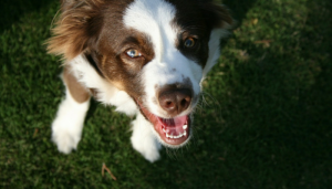 The Basics of Crate Training Your Dog