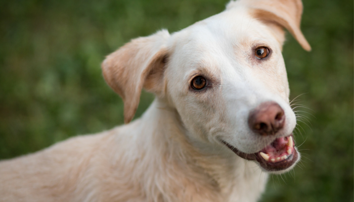 Simple Dog Treat Recipes