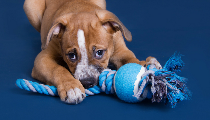 5 Easy DIY Dog Toys