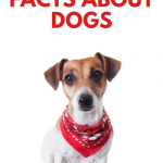 Facts About Dogs