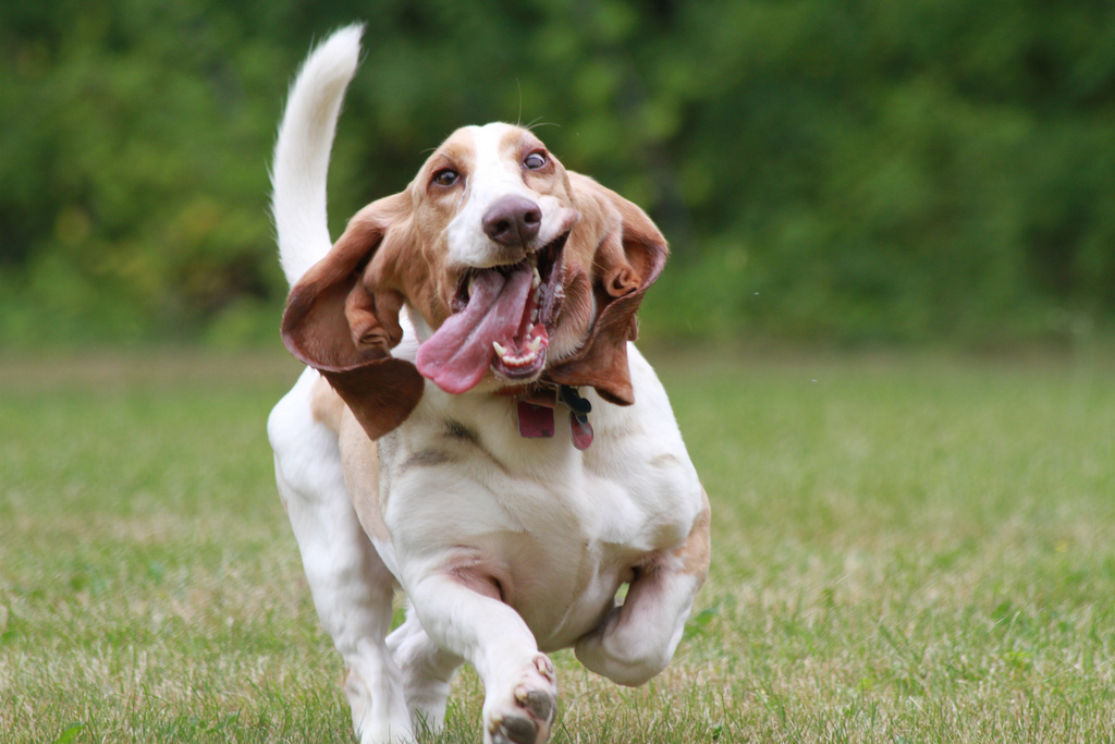 top laziest dogs