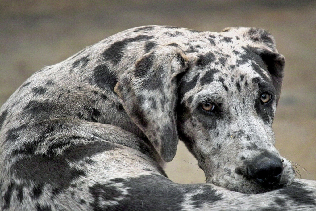 laziest large dog breeds