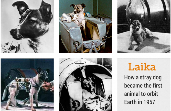 3 novembre 1957 – Premier être vivant de l'espace «la chienne Laïka