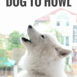 How to make your dog howl. How to train your dog to howl on command, and videos guaranteed to make your dog howl.