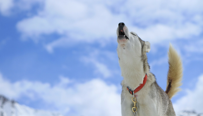 Boxer dog howling at sirens