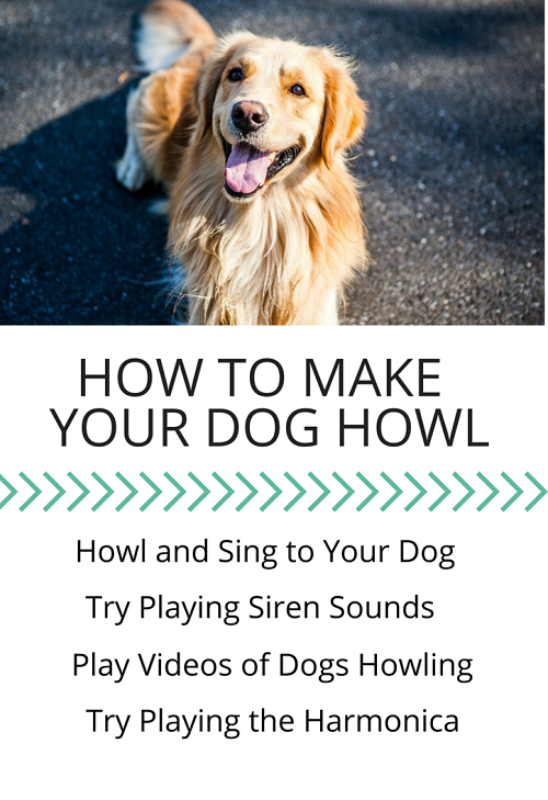 songs to sing to dogs