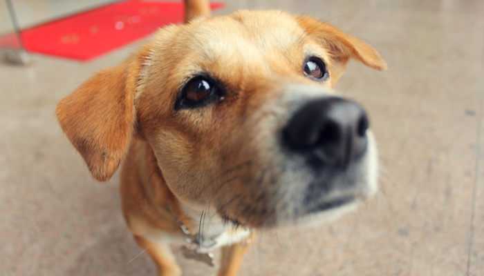 Jeux de travail du nez pour chiens