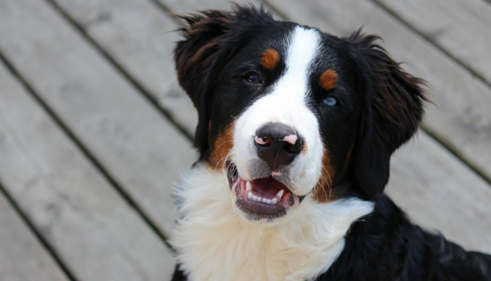 Study Finds Dogs Prefer to Earn Treats