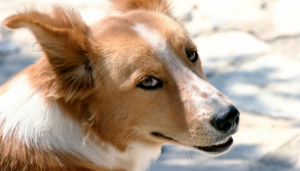 dogs detect prostate cancer