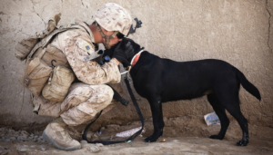 Clinical research underway on PTSD service dogs
