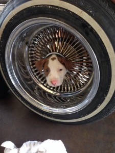 puppy with head stuck in wheel