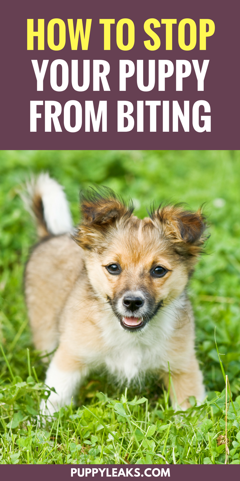 Want to stop your puppy from biting everything in sight? Does your pup get overexcited and bite your hands? The easiest way to stop that behavior is to teach them some basic bite inhibition. From redirection to socialization, here's how to teach your puppy to stop biting. Want to stop your puppy from biting everything? Here's 3 methods that will teach your puppy to stop biting your hands and everything else they come into contact with.