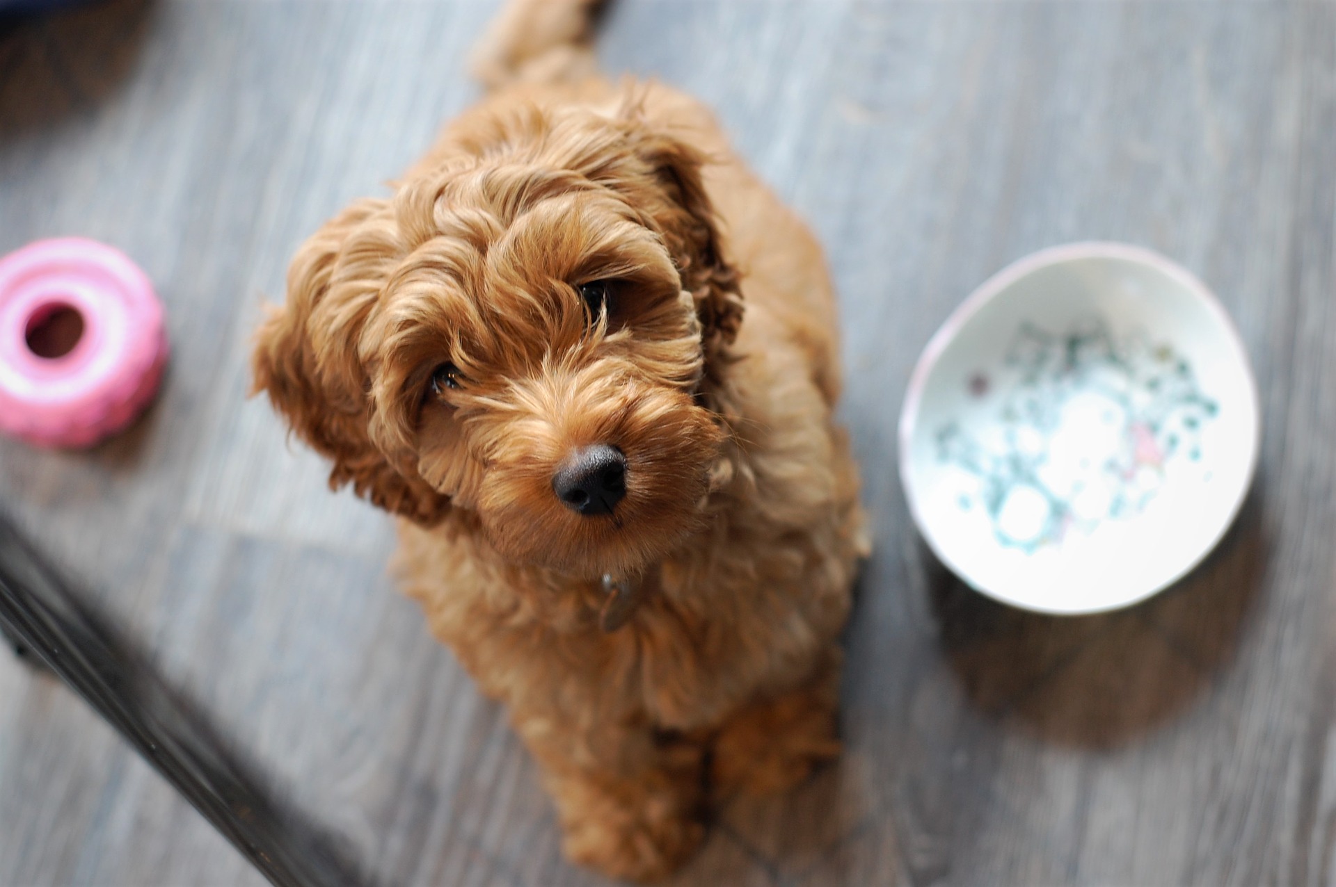 what can 8 week old puppies chew on