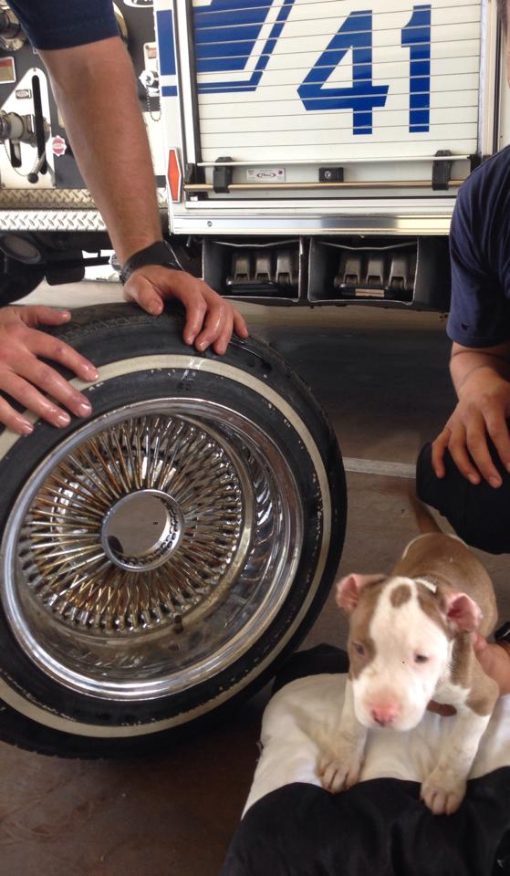 puppy gets head stuck in wheel