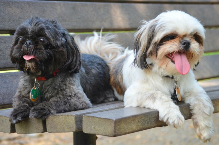 The Top Ten Laziest Dog Breeds - Puppy Leaks