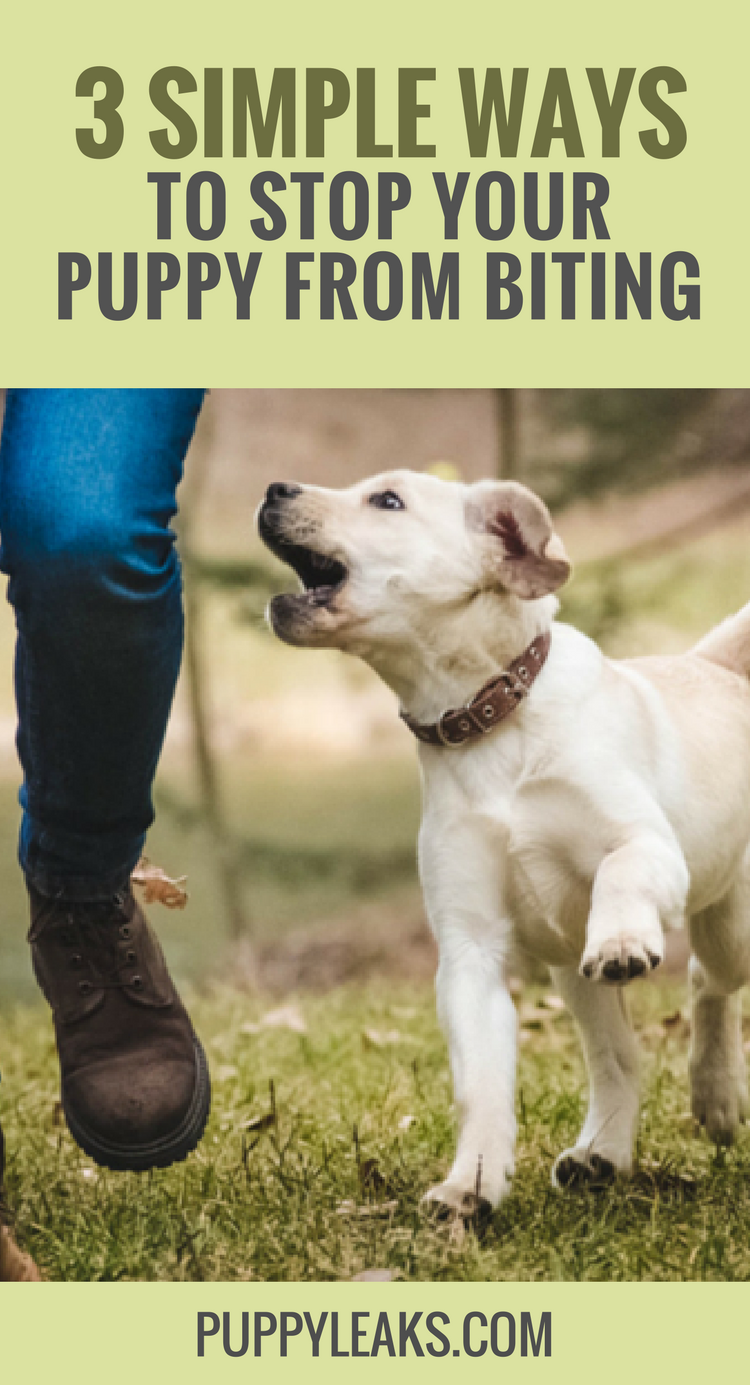 3 Simple Ways To Stop Your Puppy From Biting Puppy Leaks