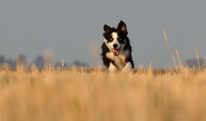 dog patrols to help stunt ecoli