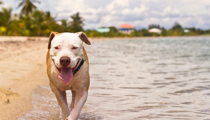 13 Summer Safety Tips For Dogs