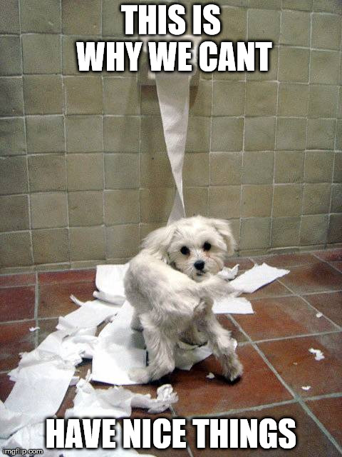 11 Dog Memes: This is Why We Can't Have Nice Things - Puppy Leaks