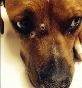 Dog returns home with 3 gunshot wounds