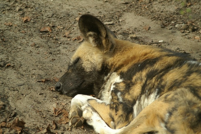 saving africa's wild dogs