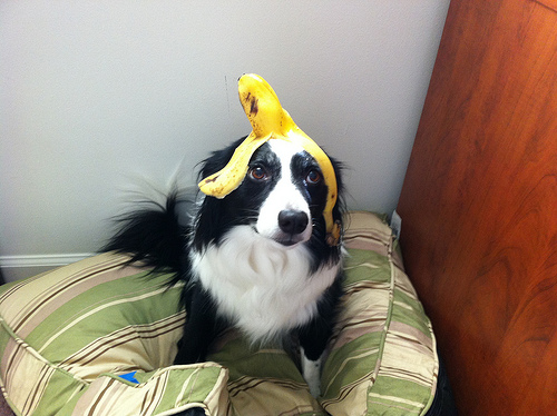 banana dog