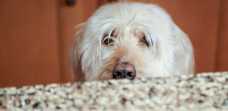 dog begging